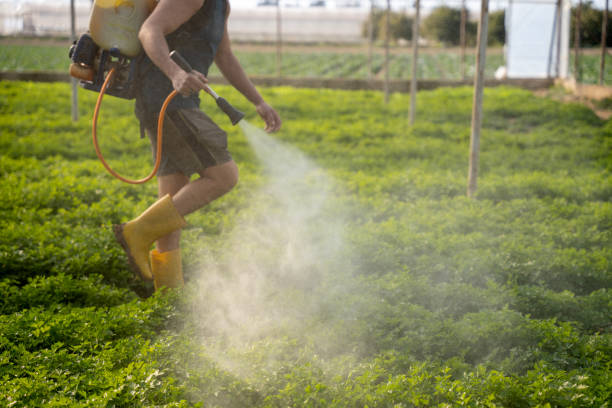 Best Mosquito Control Services  in Sibley, IA