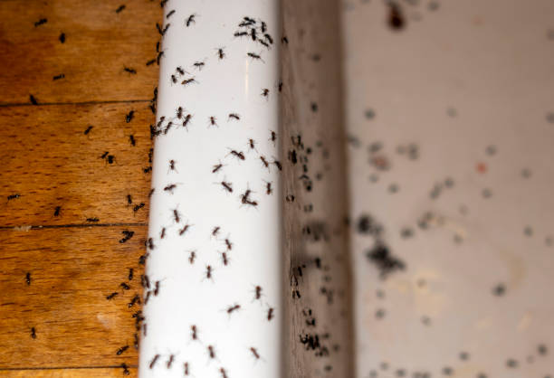 Wildlife Control Services in Sibley, IA