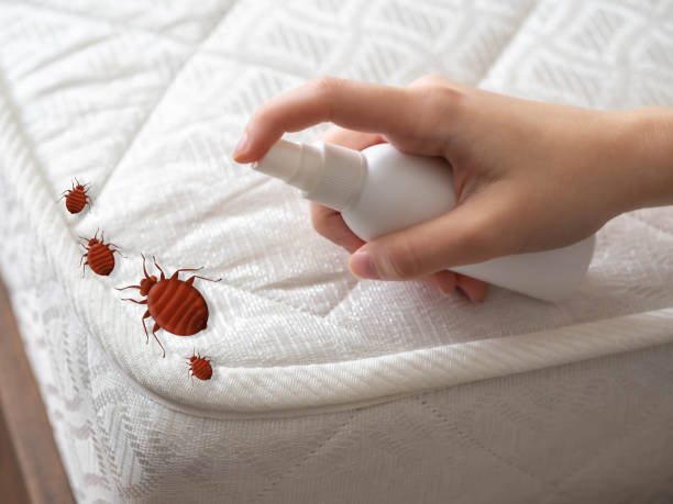 Trusted Sibley, IA Pest Control Experts